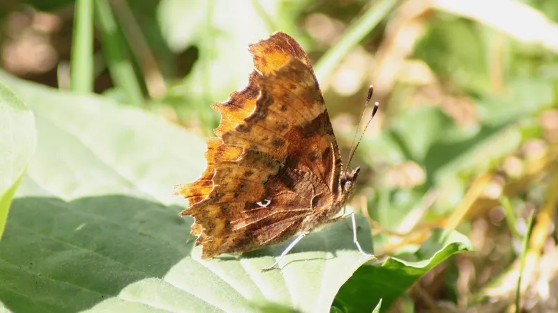 Comma by Lawton Walker