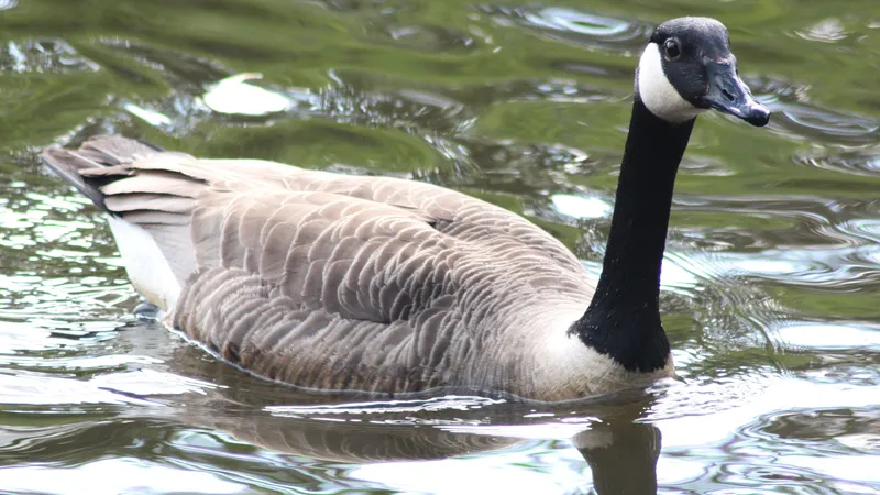 Canada Goose