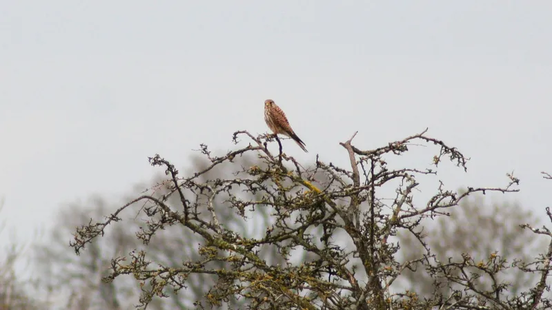 Kestrel by Lawton Walker