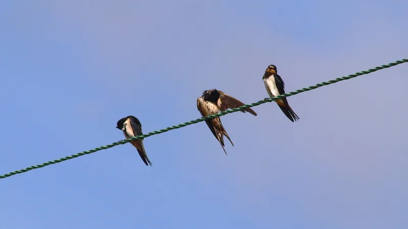 Barn Swallow by Lawton Walker
