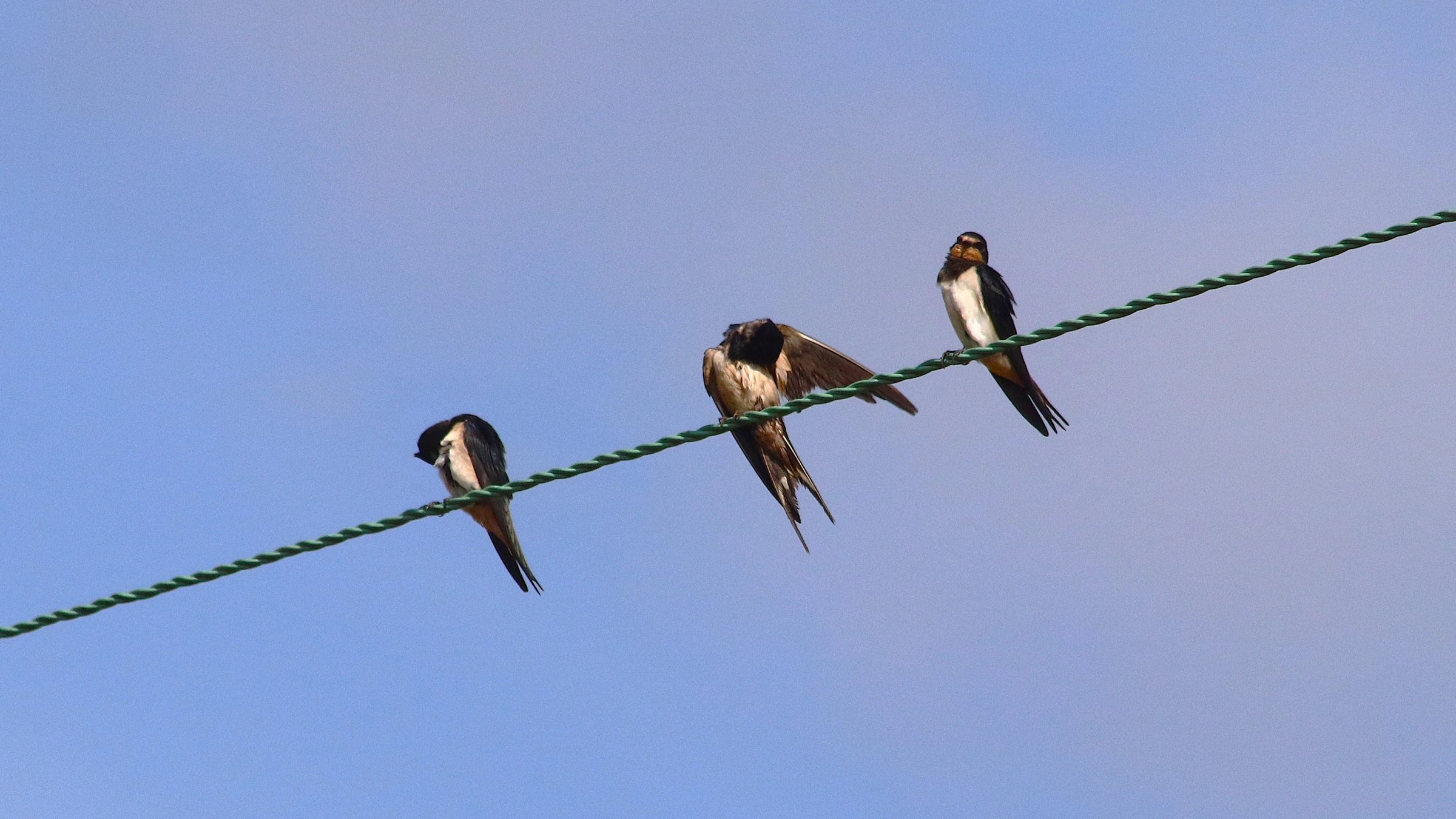 Barn Swallow by Lawton Walker
