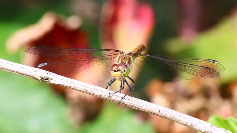 Common Darter by Lawton Walker