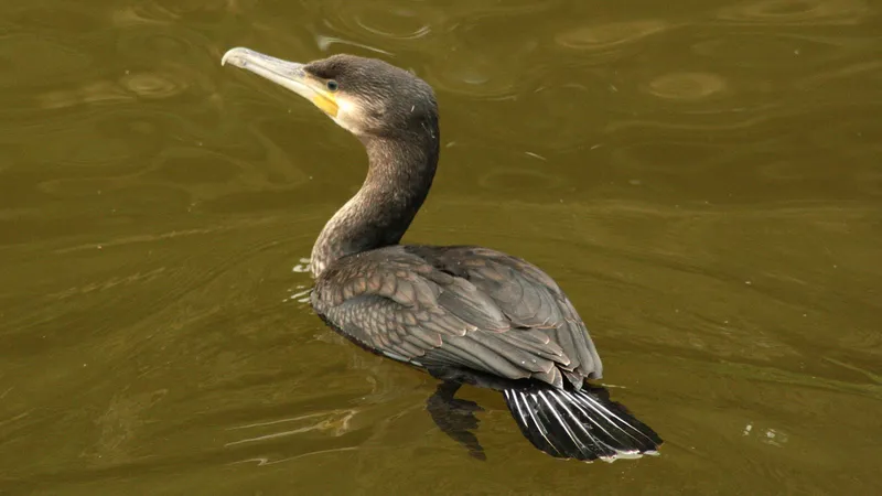 Great Cormorant by Lawton Walker