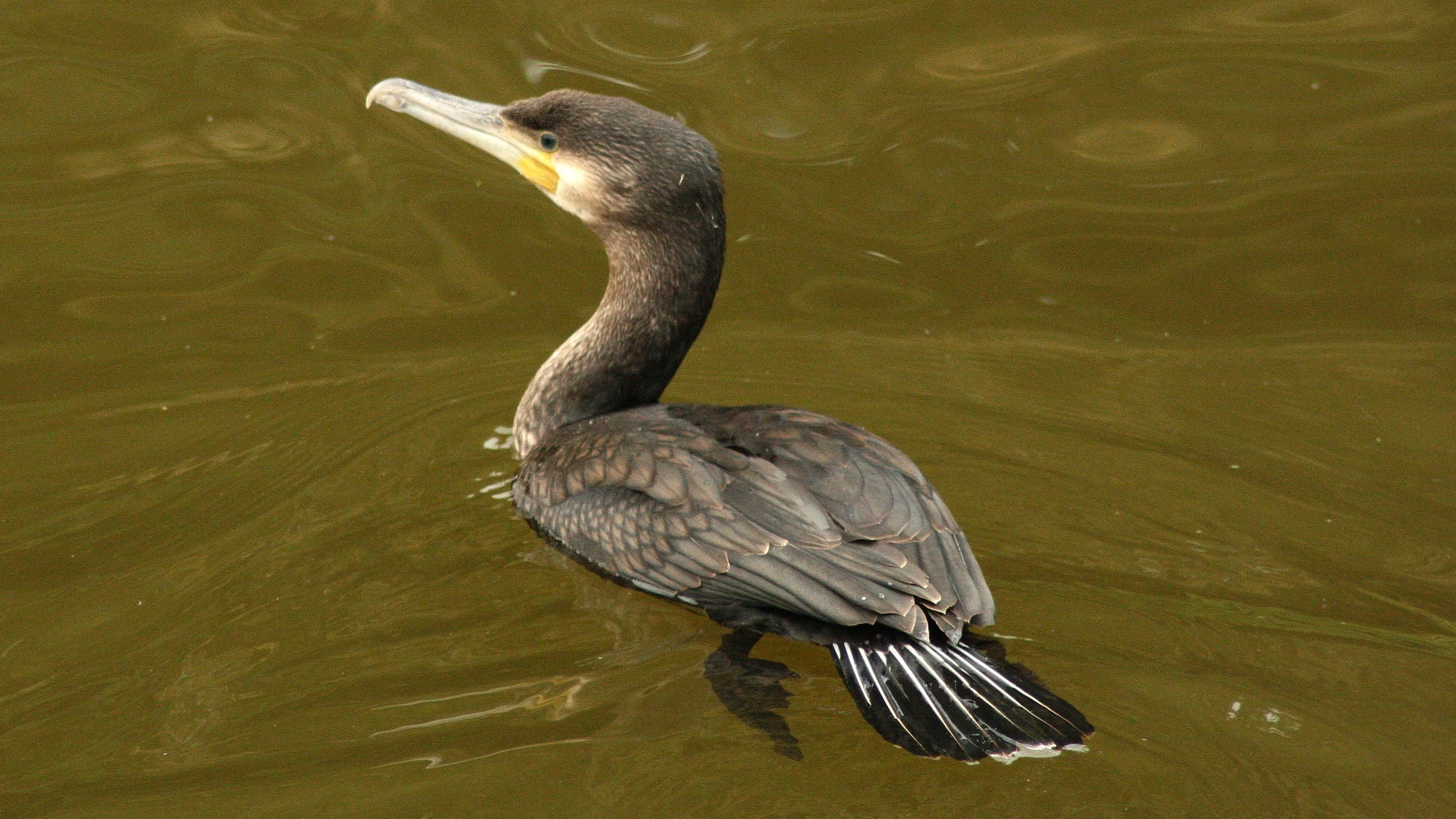 Great Cormorant by Lawton Walker