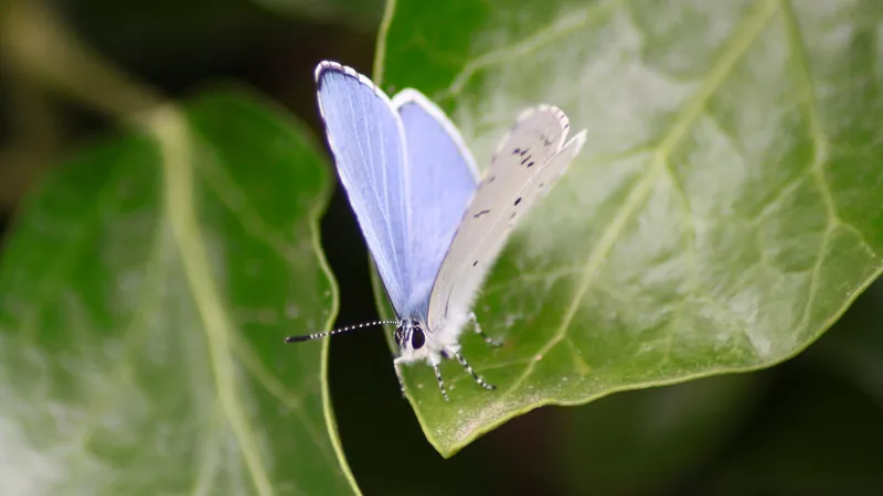 Holly Blue by Lawton Walker