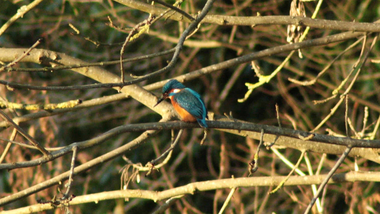 Kingfisher by Lawton Walker
