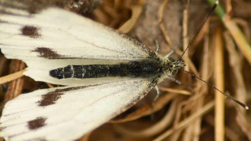 Large White by Lawton Walker