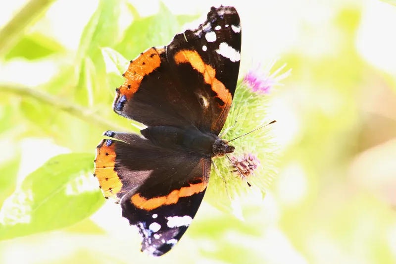 Red Admiral by Lawton Walker