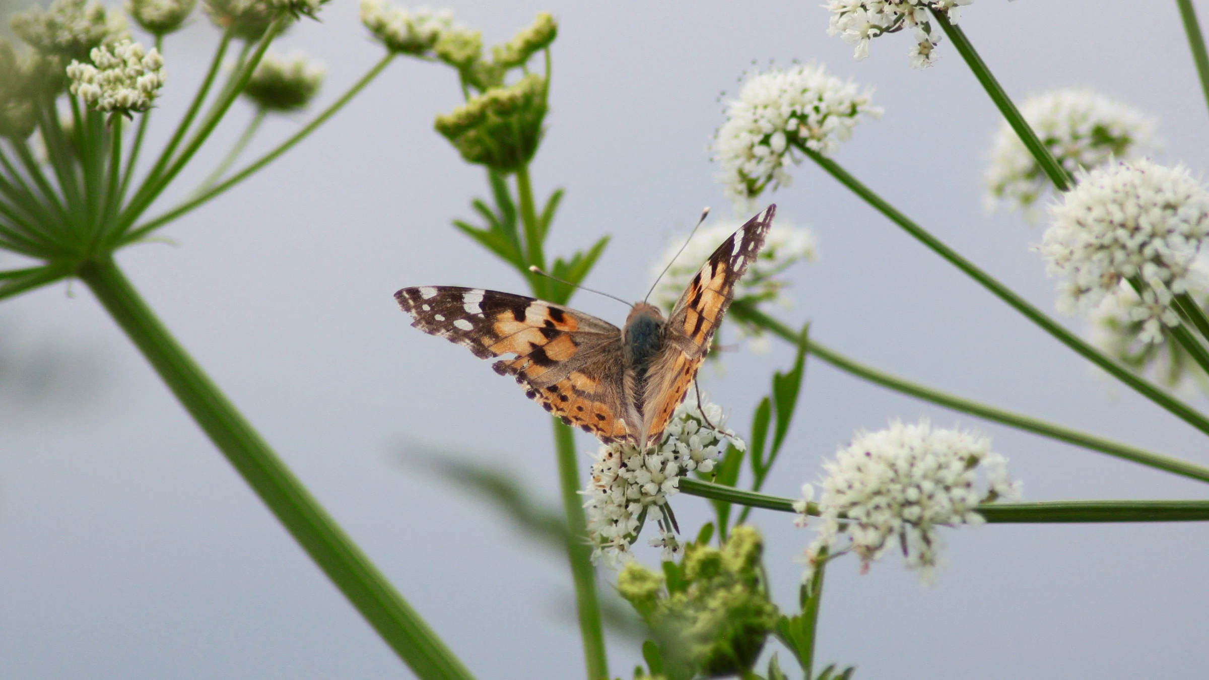 Painted Lady by Lawton Walker