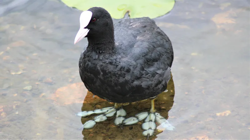 Coot