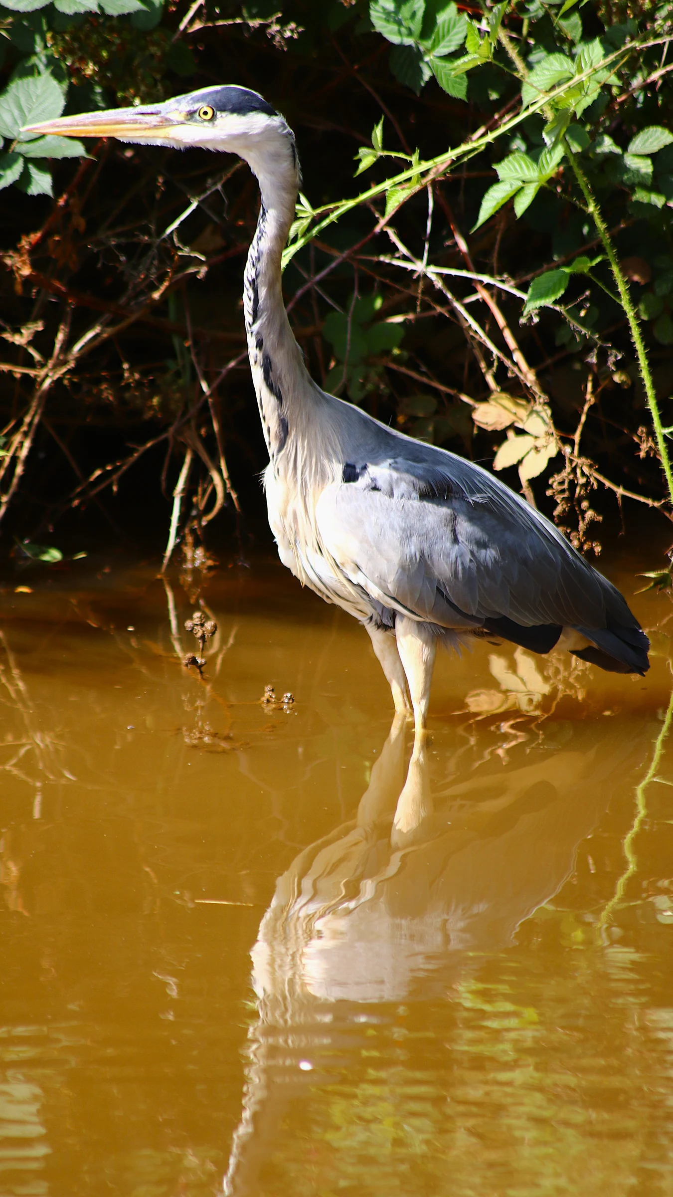 Grey Heron by Lawton Walker