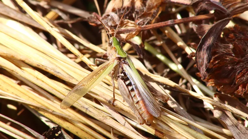 Common Field Grasshopper by Lawton Walker
