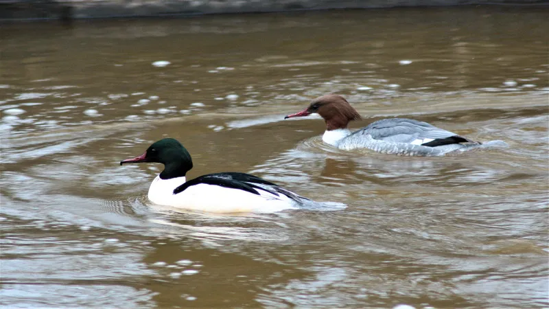 Goosander