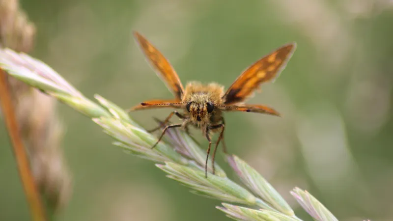 Large Skipper by Lawton Walker