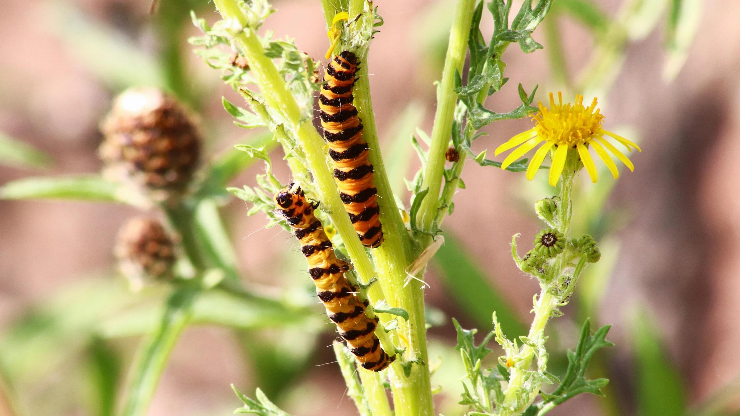 Cinnabar by Lawton Walker