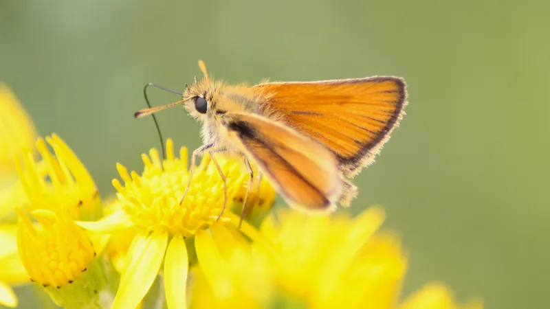 Essex Skipper by Lawton Walker