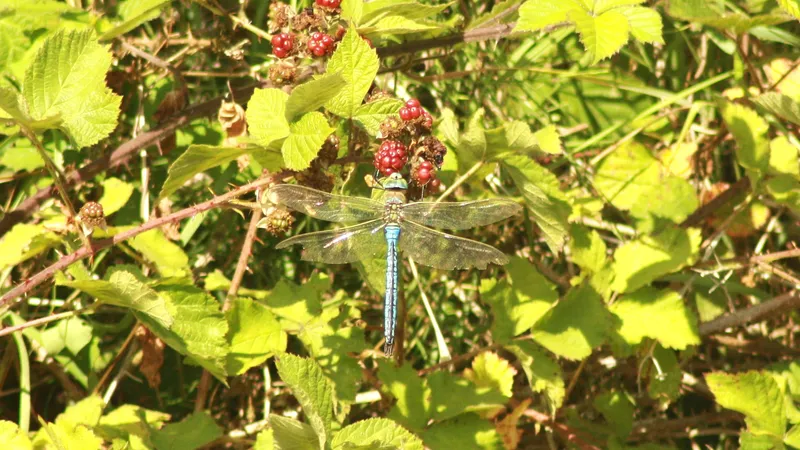 Emperor Dragonfly by Lawton Walker