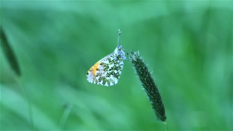 Orange-tip by Lawton Walker