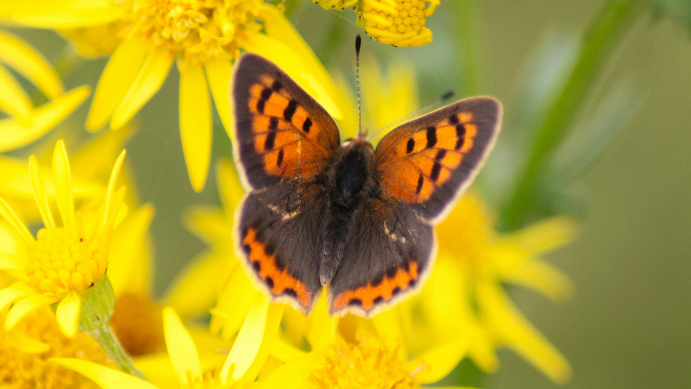 Small Copper by Lawton Walker