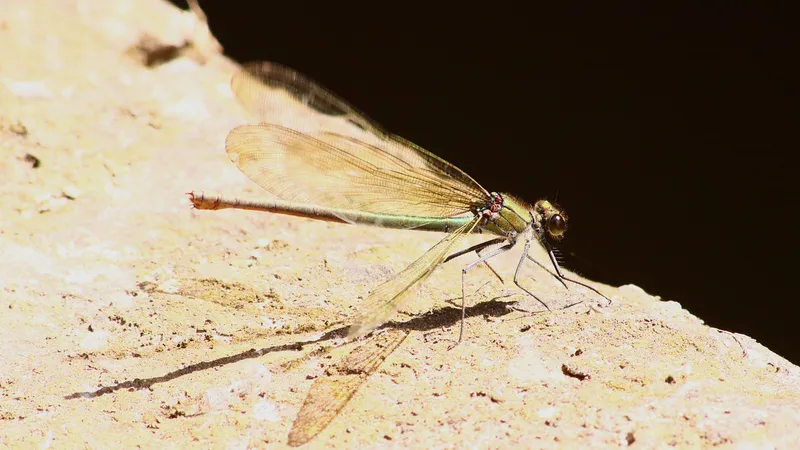 Banded Demoiselle by Lawton Walker