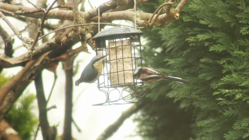 Long-tailed Tit