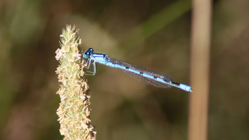 Common Blue Damselfly by Lawton Walker