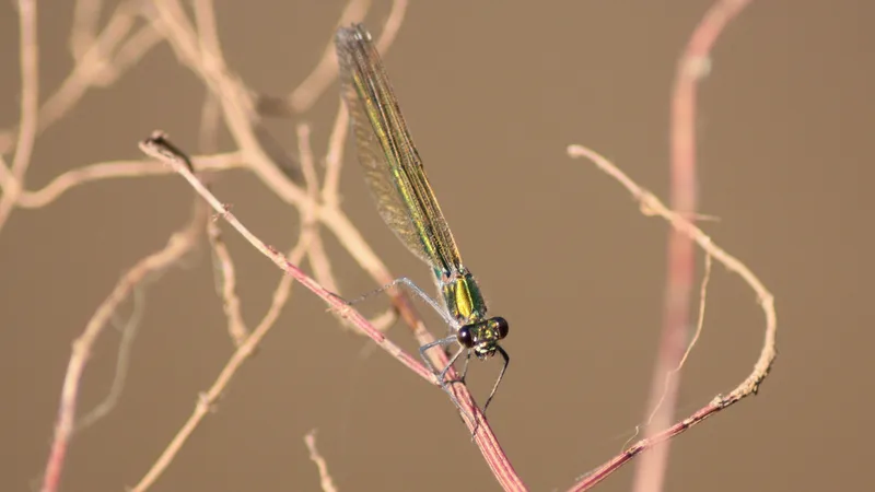Banded Demoiselle by Lawton Walker