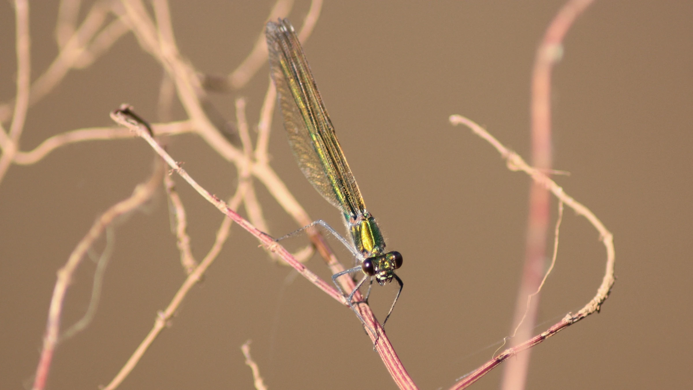 Banded Demoiselle by Lawton Walker