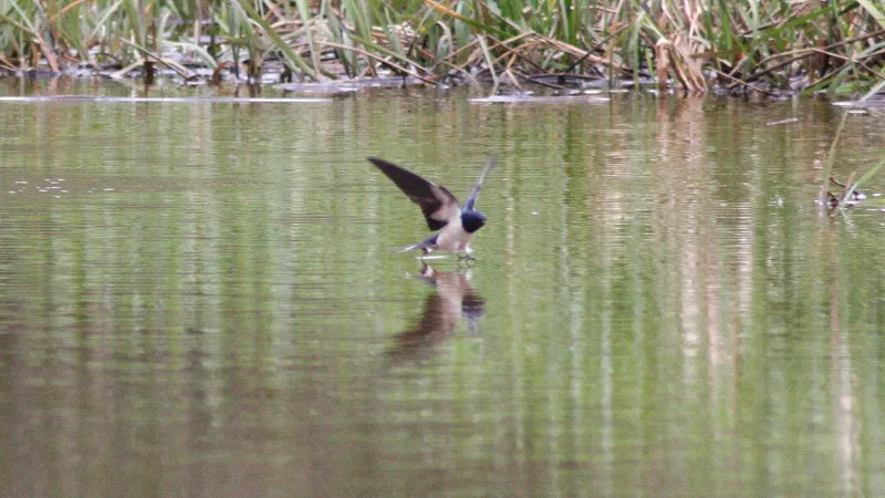 Barn Swallow by Lawton Walker