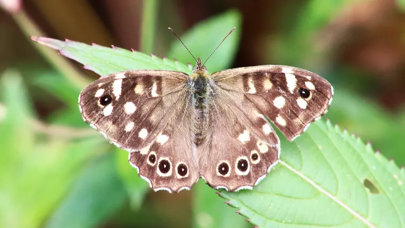 Speckled Wood by Lawton Walker