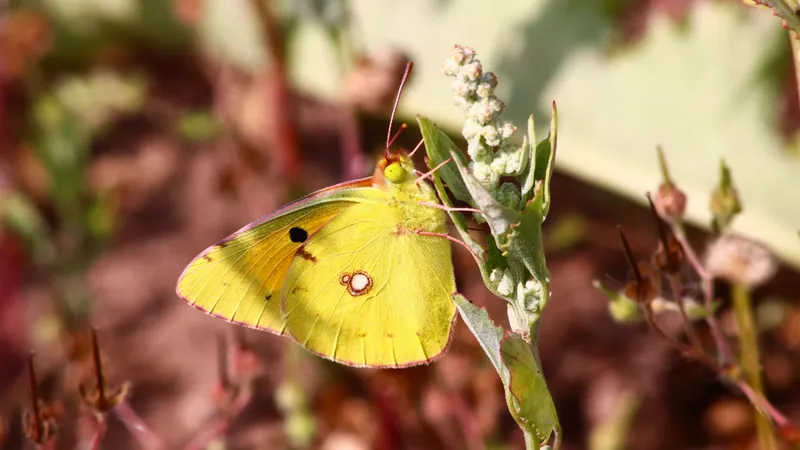 Clouded Yellow by Lawton Walker