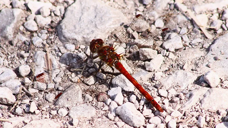 Common Darter by Lawton Walker