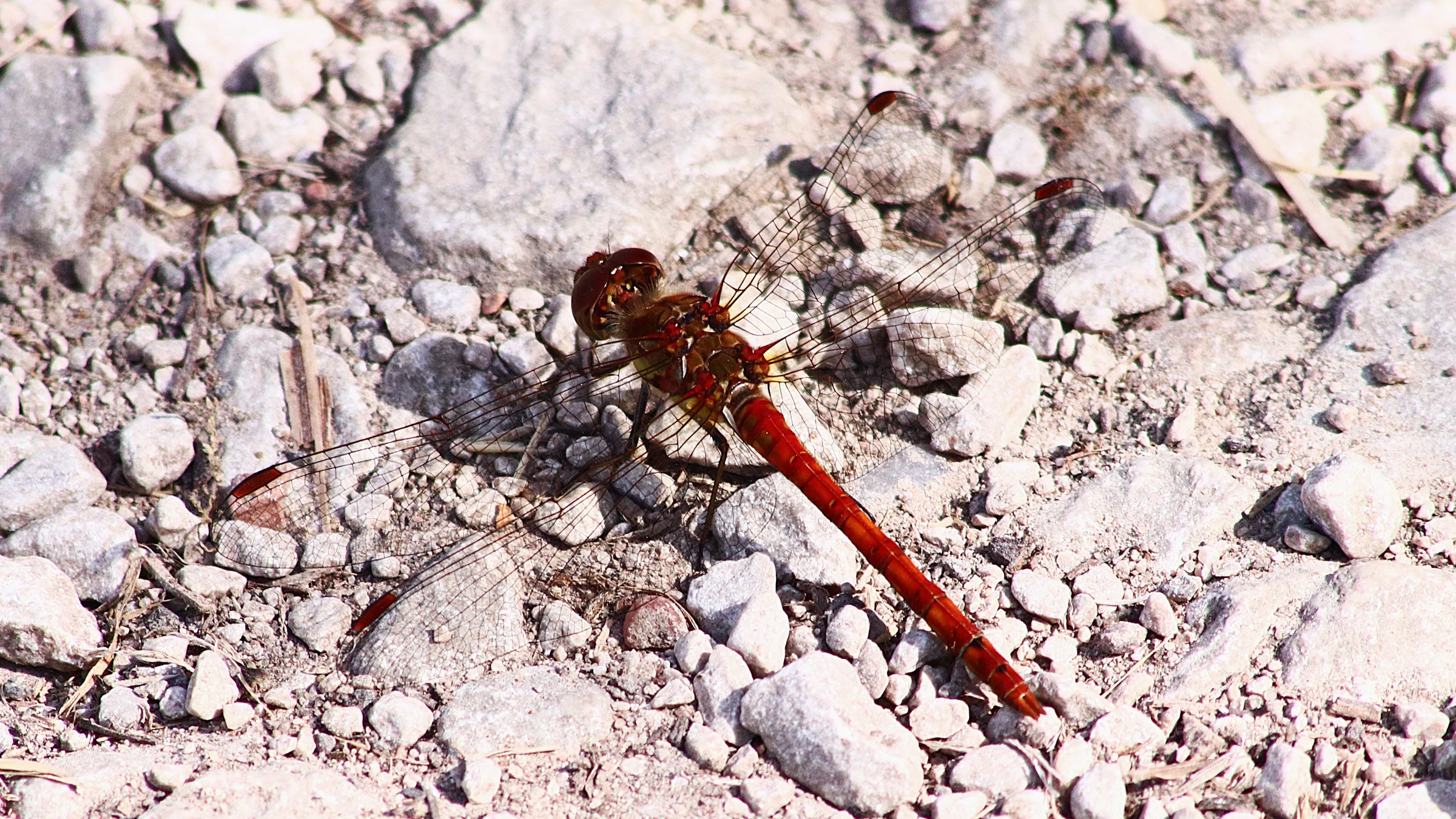 Common Darter