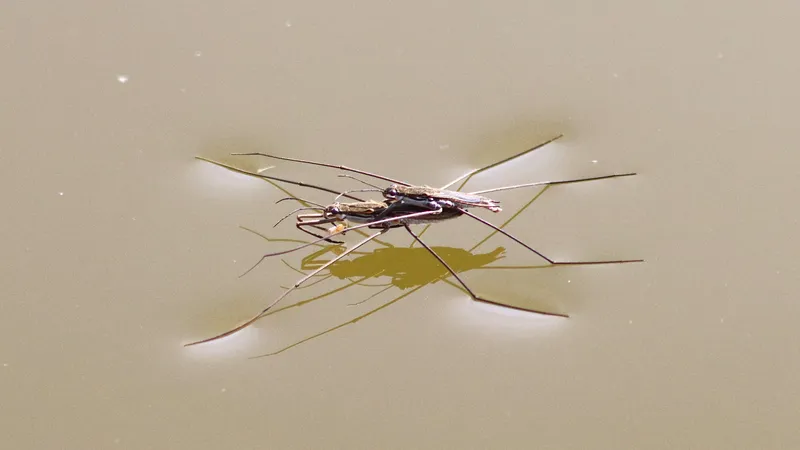 Common Pond Skater by Lawton Walker