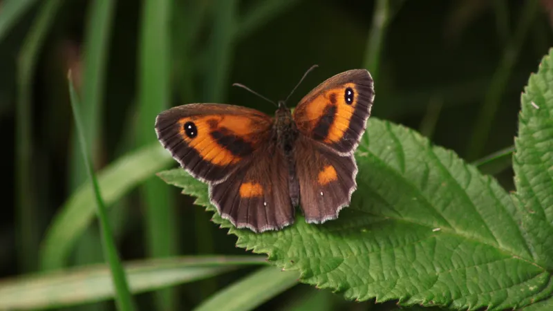 Gatekeeper by Lawton Walker