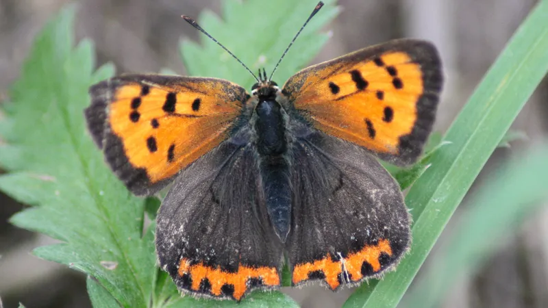 Small Copper by Lawton Walker
