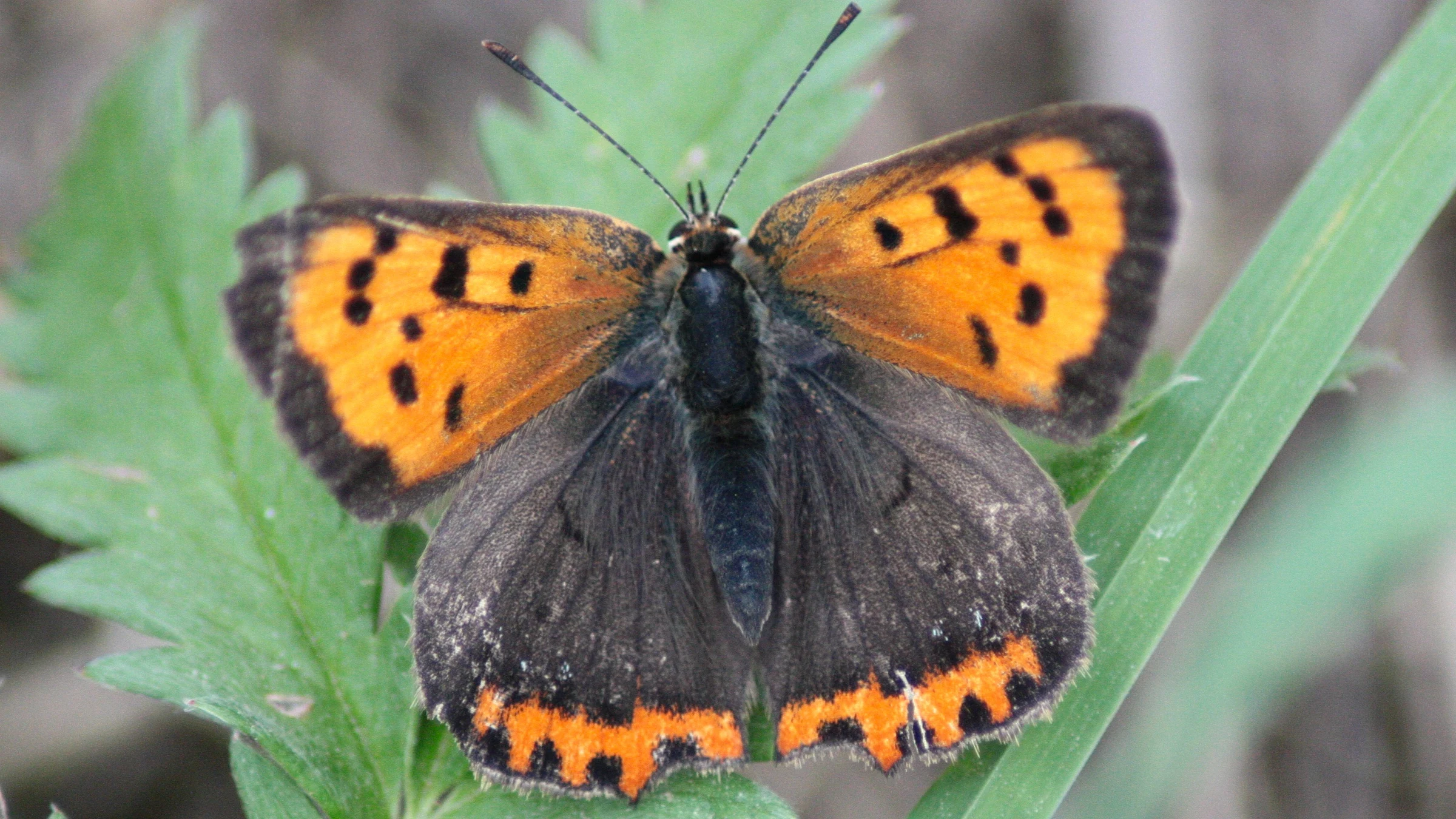 Small Copper by Lawton Walker