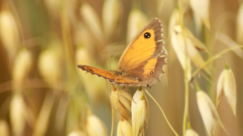 Gatekeeper by Lawton Walker