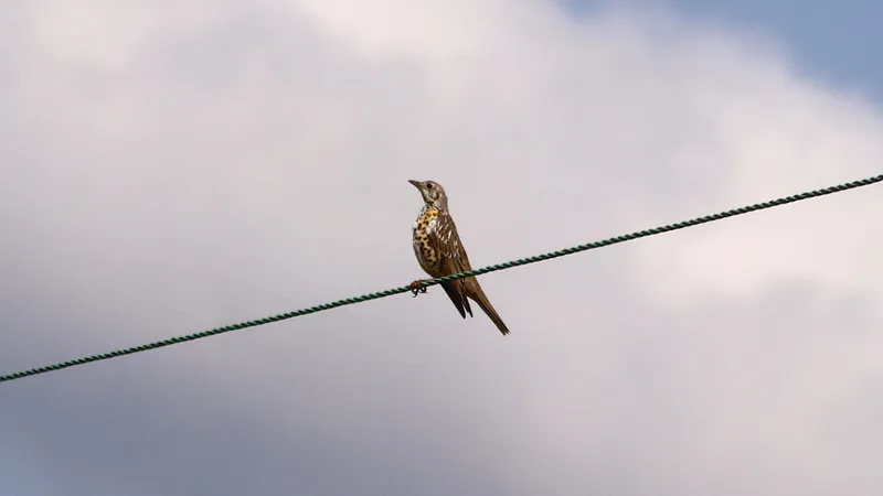 Mistle Thrush by Lawton Walker