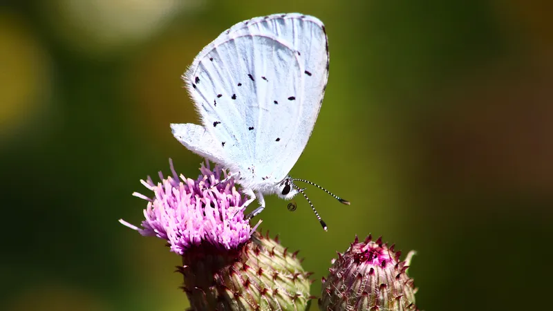Holly Blue by Lawton Walker