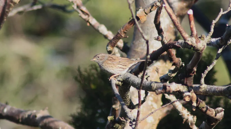 Dunnock