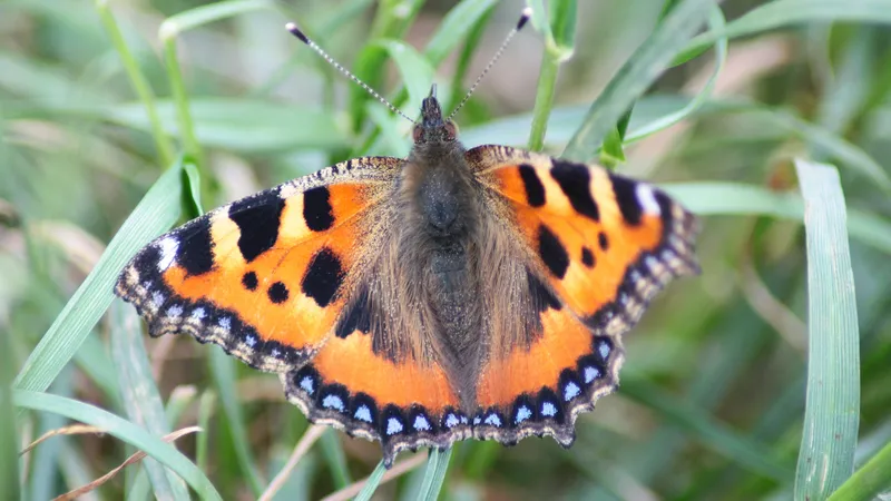 Small Tortoiseshell by Lawton Walker