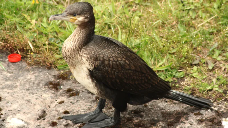 Cormorant by Lawton Walker