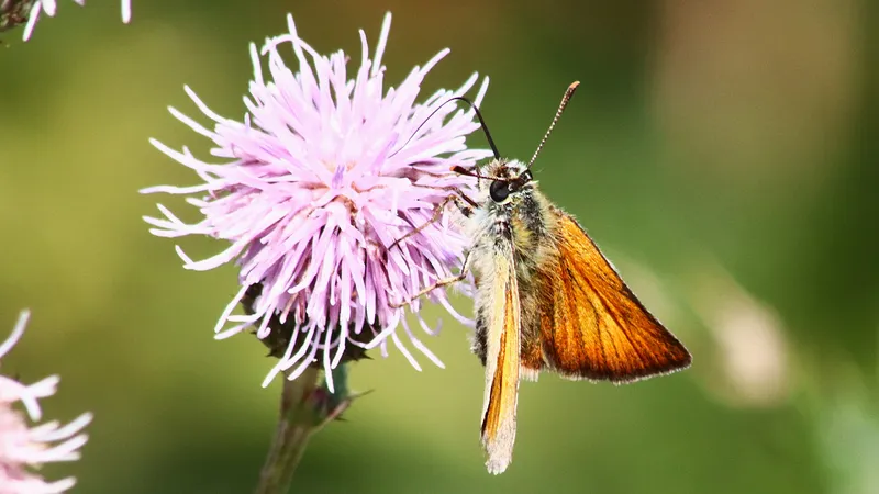 Small Skipper by Lawton Walker