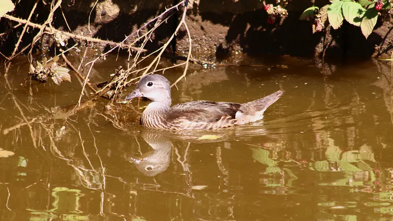 Mandarin Duck by Lawton Walker