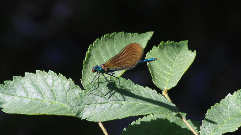 Beautiful Demoiselle by Lawton Walker
