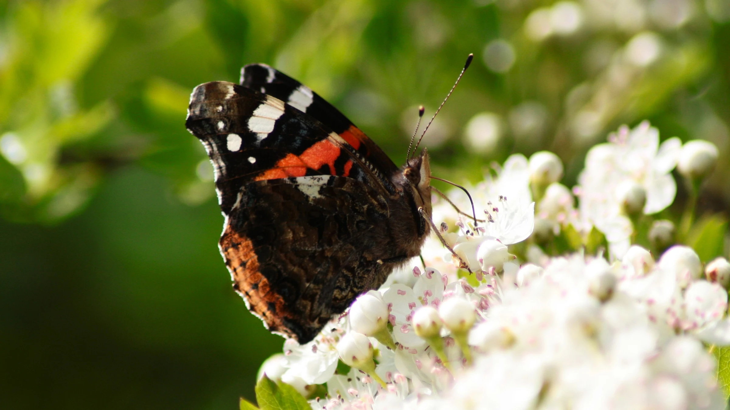 Red Admiral by Lawton Walker