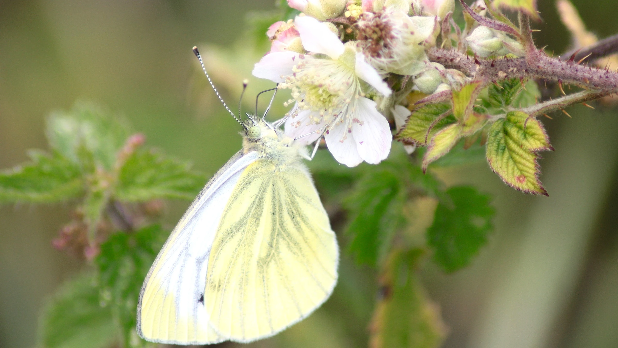 Green-veined White by Lawton Walker