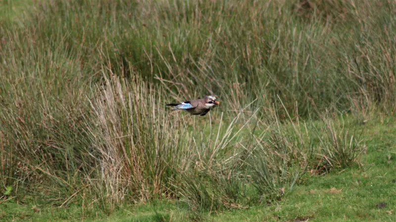Eurasian Jay by Lawton Walker