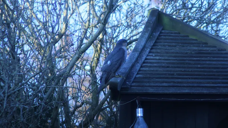 Sparrowhawk